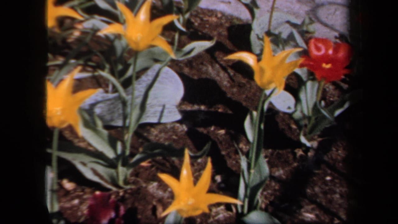 Garden close-up with several yellow flowers, a red bloom, green foliage, soil, and frame edge shadows.