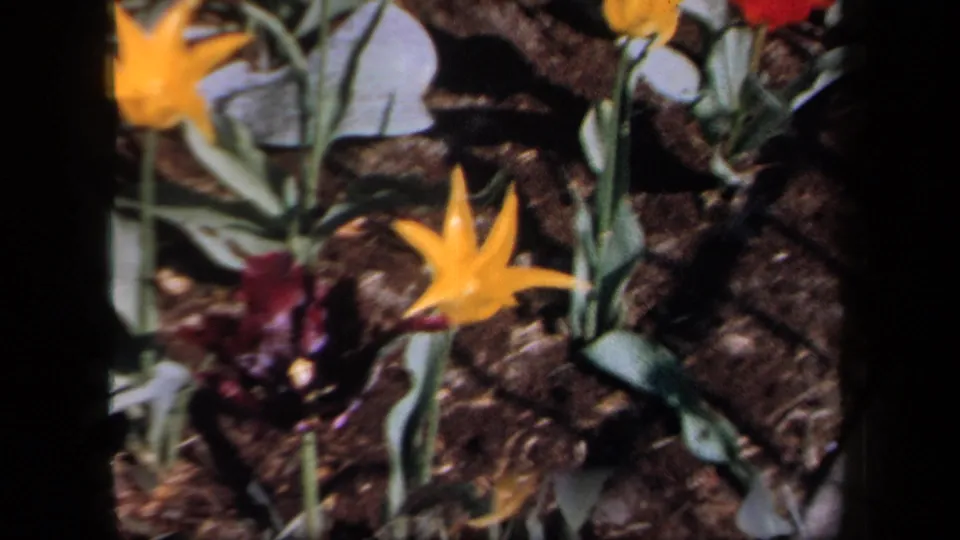 1958 New York 8mm frame showing yellow flowers and a deep purple bloom in a garden bed, with handheld framing and black borders.