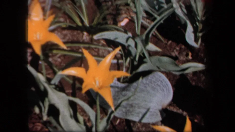 1958 New York 8mm frame focused on yellow flowers and broad leaves in dark soil, with soft focus and uneven exposure.