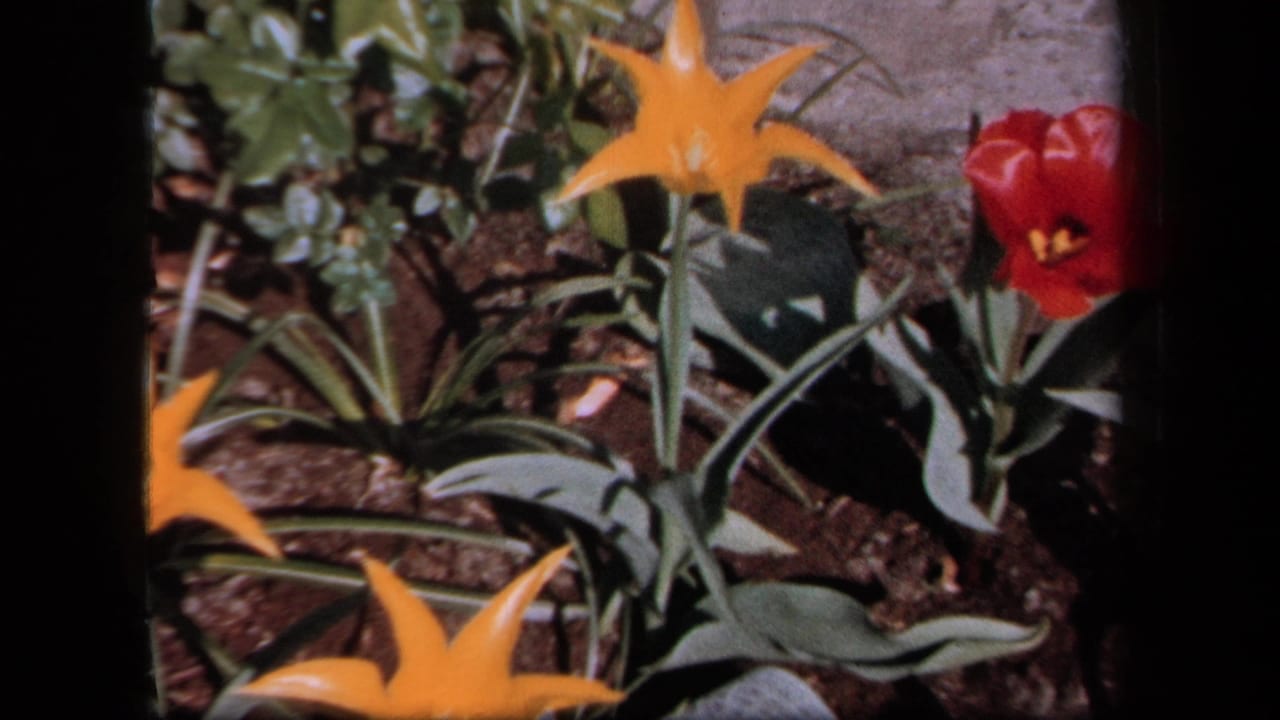 1958 New York 8mm frame of red tulips and yellow star-shaped flowers viewed through dark gaps in a residential garden.