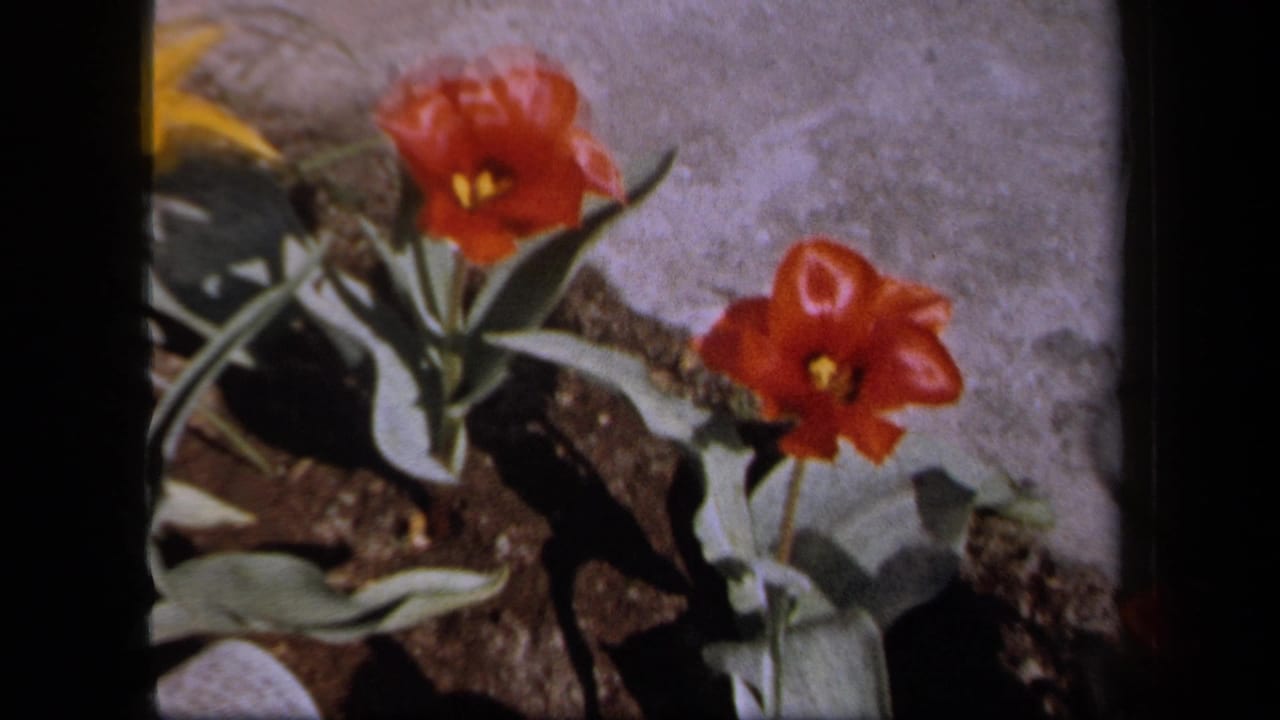 Close 1958 New York garden view of red tulips and green leaves beside concrete, split by a dark vertical foreground edge.