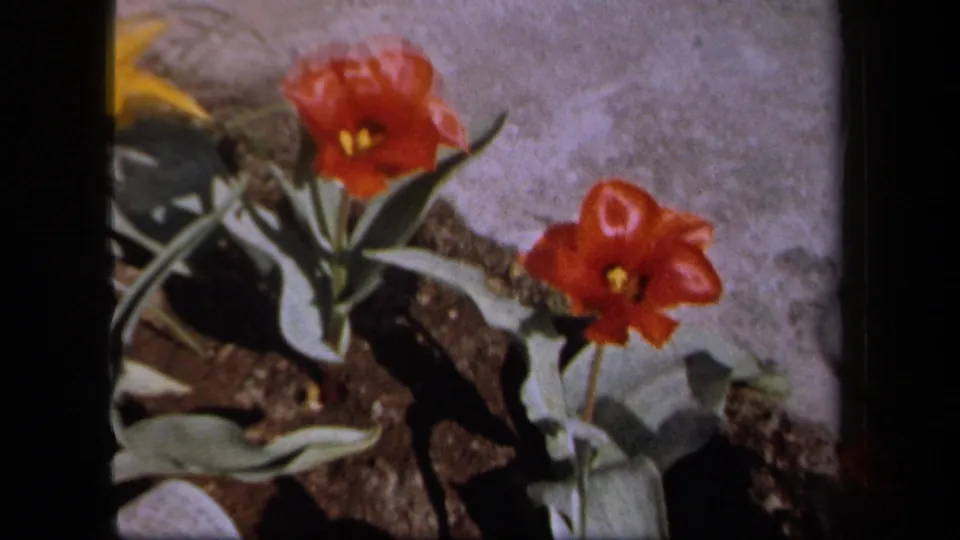 Close 1958 New York garden view of red tulips and green leaves beside concrete, split by a dark vertical foreground edge.