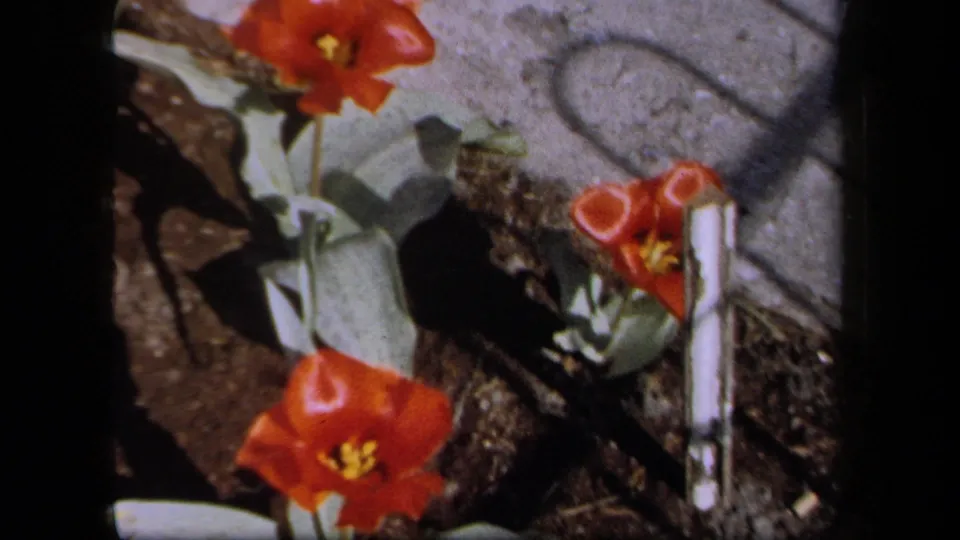1958 New York home-movie frame showing red tulips, broad leaves, soil, concrete, and a pale stake in a garden bed.