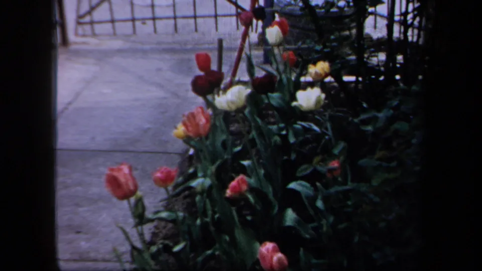 1958 New York 8mm frame of mixed tulips beside a paved walkway, with a gate or fence in the background.