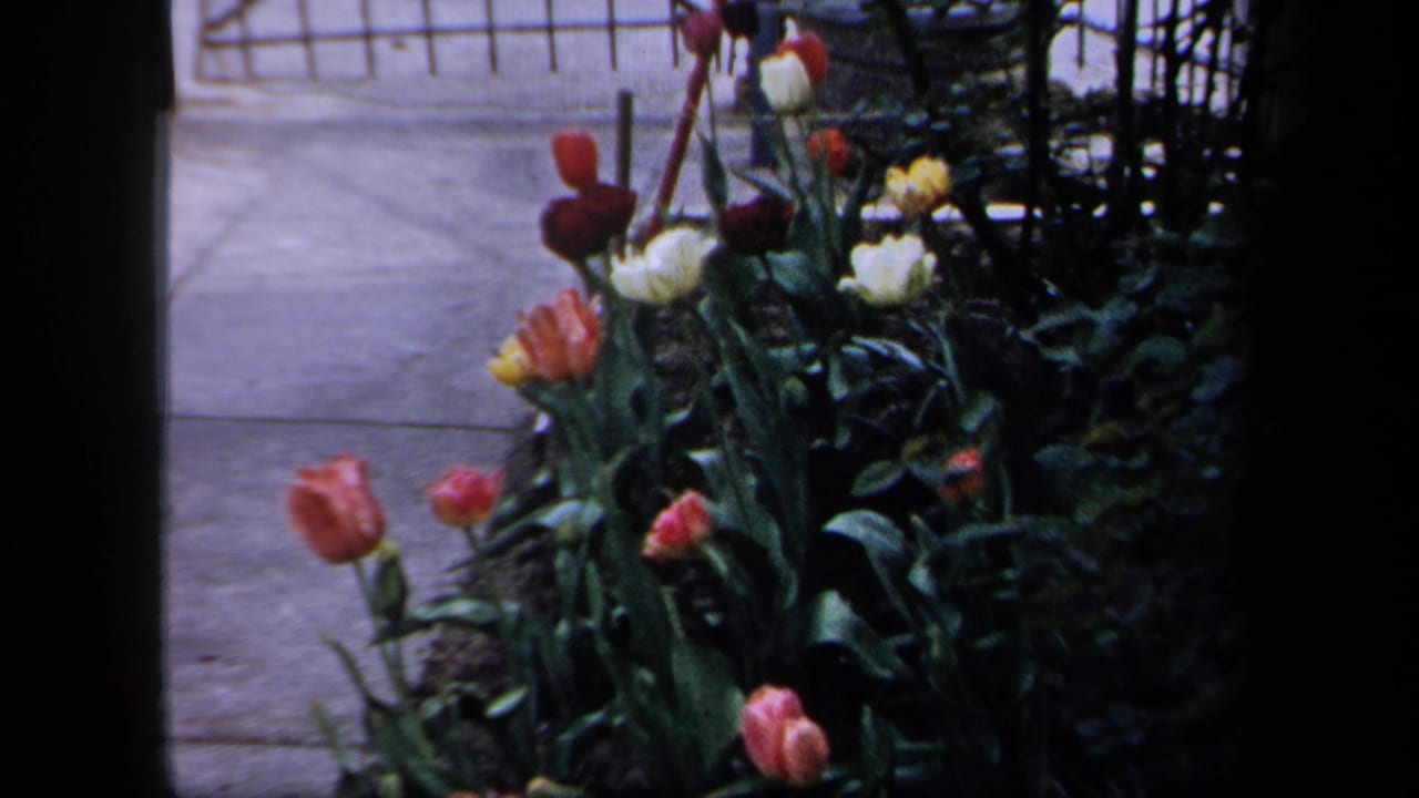 1958 New York 8mm frame showing red, white, and yellow tulips beside a sidewalk, partly blocked by dark window or doorway edges.