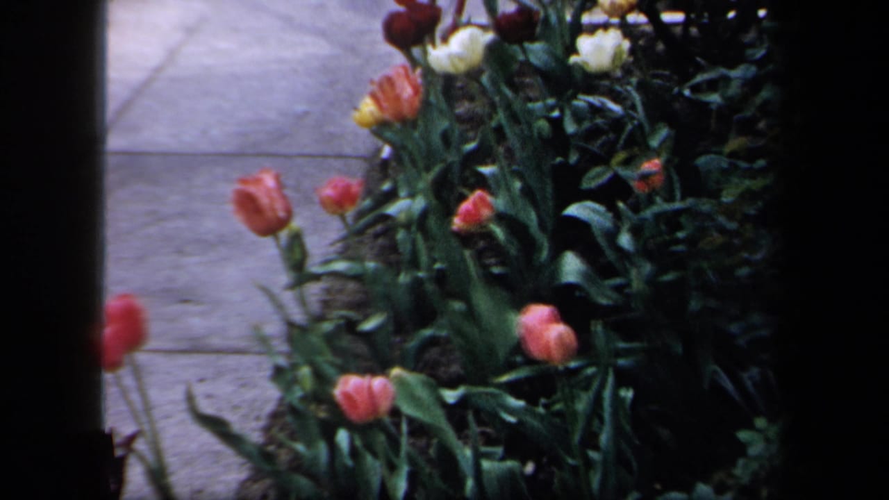 1958 New York home-movie frame with pink and white tulips, dense green leaves, and a concrete sidewalk behind them.