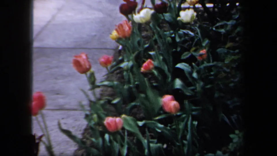 1958 New York home-movie frame with pink and white tulips, dense green leaves, and a concrete sidewalk behind them.