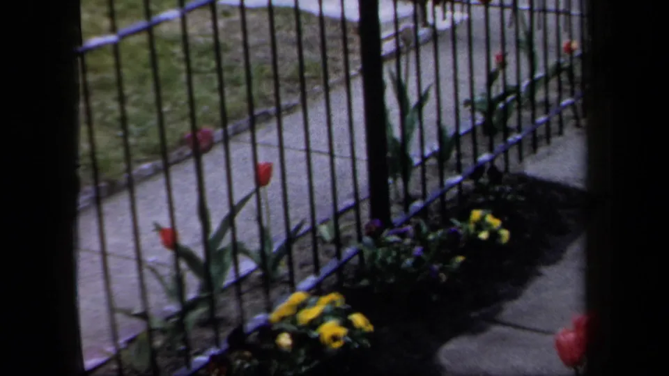 1958 New York home-movie frame showing tulips, yellow flowers, green foliage, a black metal fence, and a concrete sidewalk.