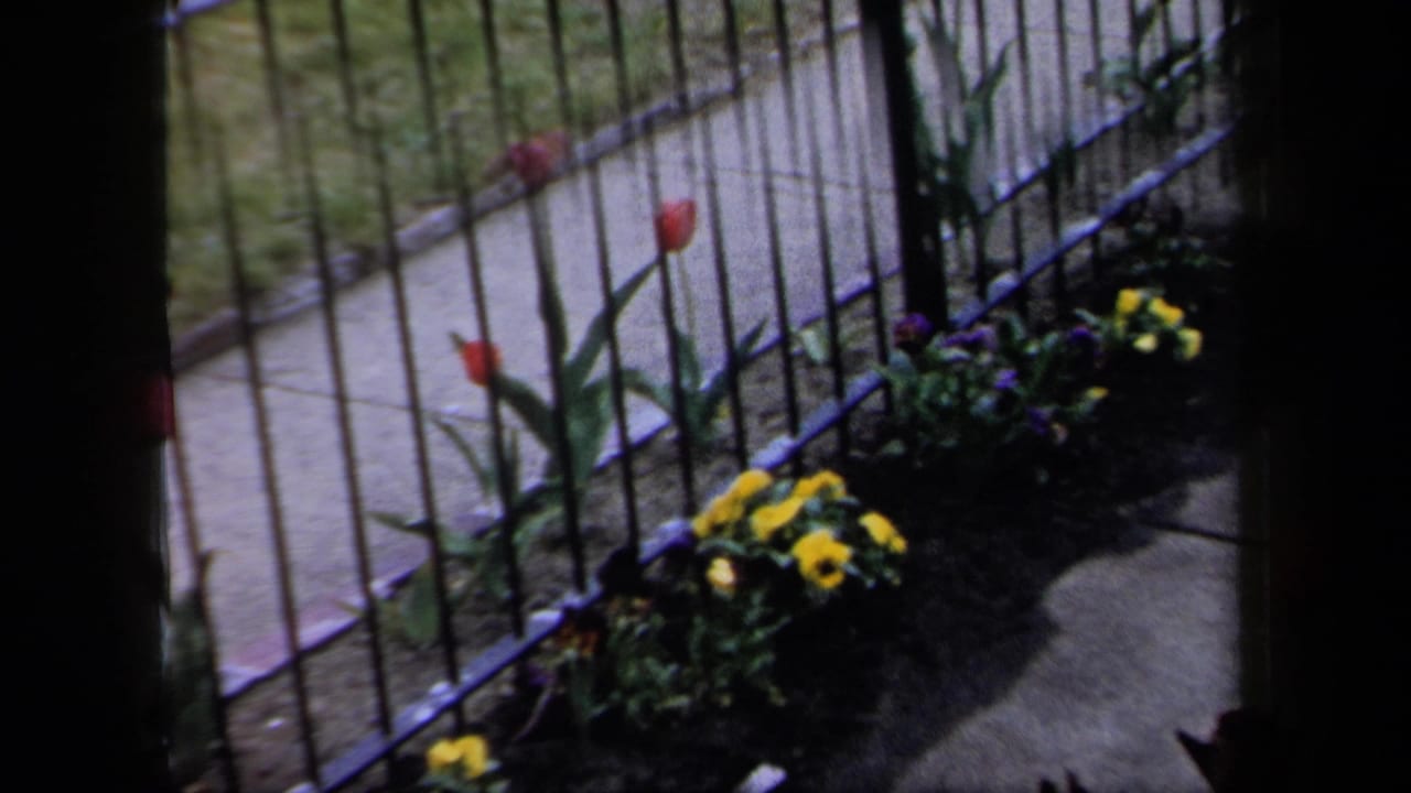 1958 New York 8mm frame showing a small garden bed with tulips and yellow pansies along a black metal fence and sidewalk.