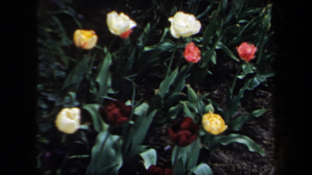 1958 New York 8mm frame with colorful tulips growing in a leafy garden bed, filmed in soft handheld focus.