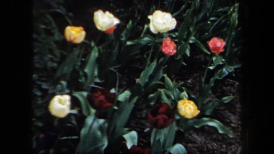 1958 New York 8mm frame with colorful tulips growing in a leafy garden bed, filmed in soft handheld focus.