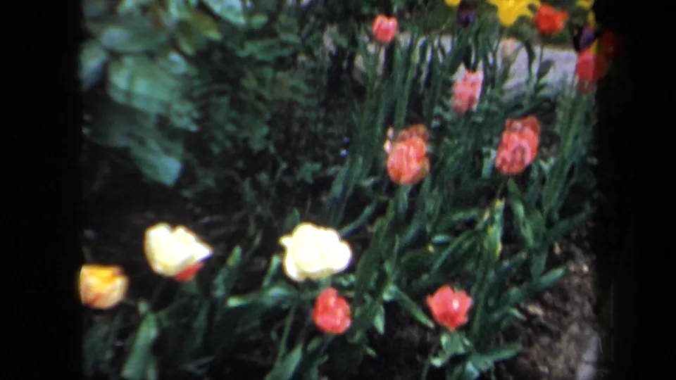 1958 New York 8mm frame showing tulips and broad green foliage in a residential garden, with soft grain and saturated color.