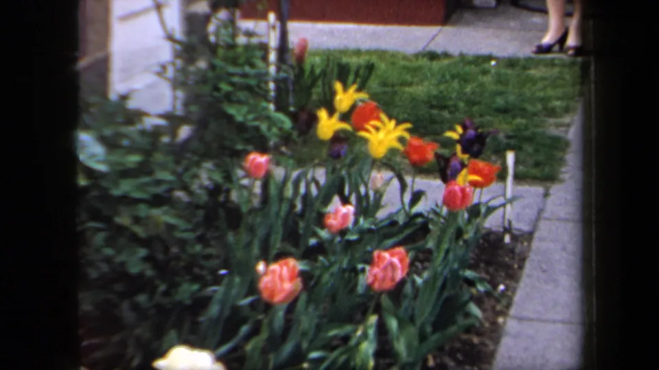1958 New York 8mm frame showing a garden bed by a walkway, with tulips, yellow flowers, lawn, and a partial adult figure near a doorway.