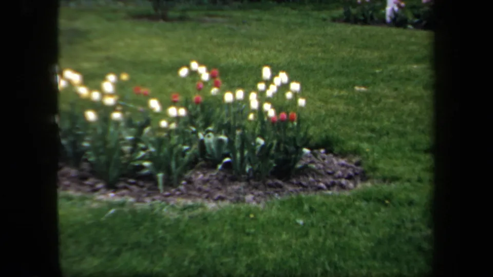 A garden bed of red and white tulips appears beside a lawn, with the women partly out of frame nearby.