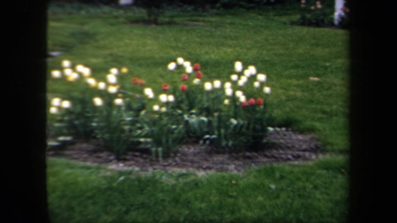 1958 New York home-movie frame showing white and red tulips in a manicured garden viewed through a dark window frame.