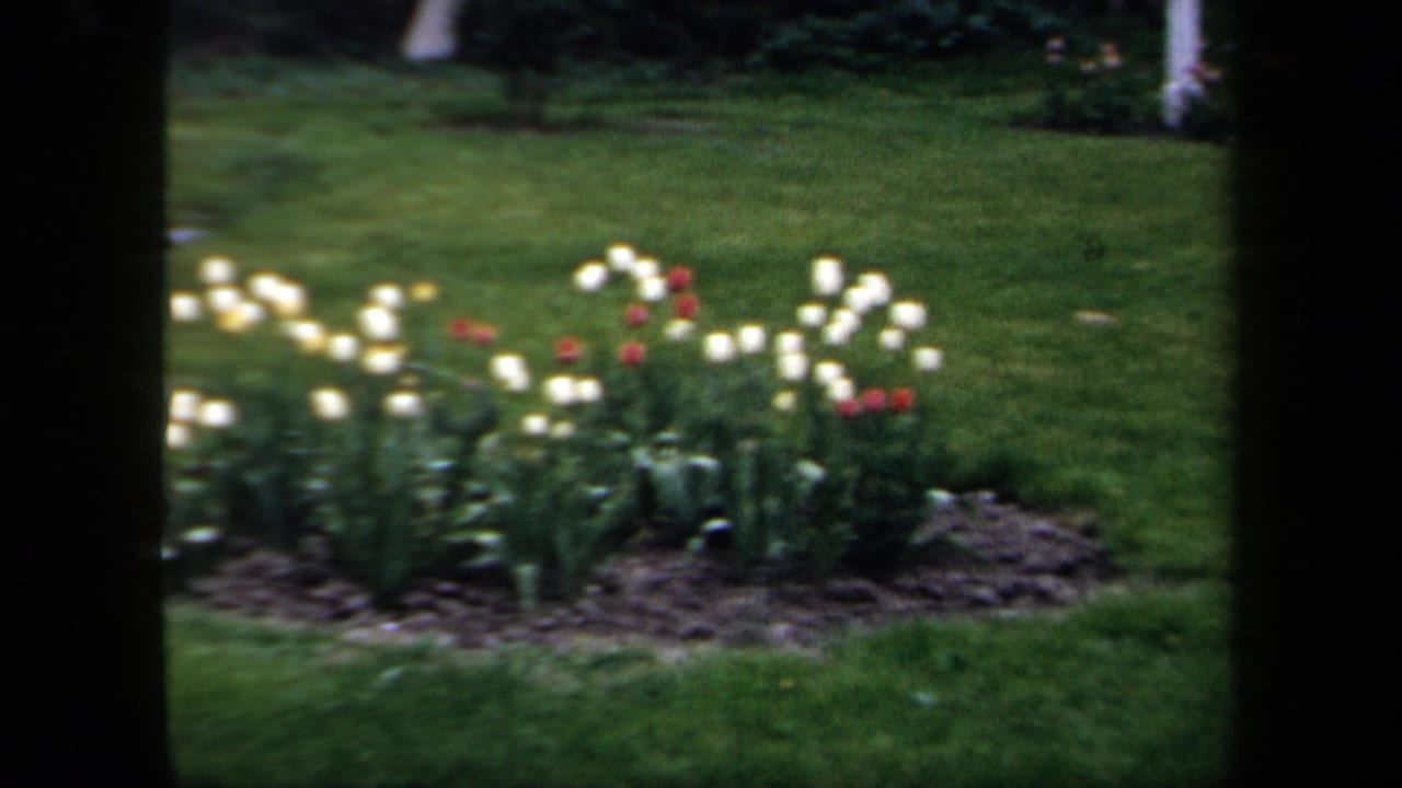 1958 New York garden view with white and red tulips in a bed bordered by lawn, framed by dark foreground edges.