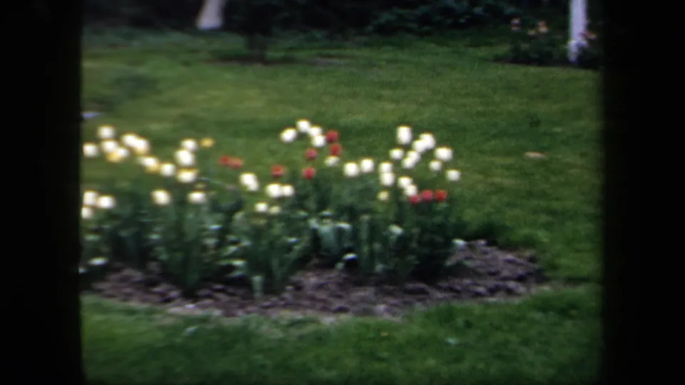1958 New York garden view with white and red tulips in a bed bordered by lawn, framed by dark foreground edges.