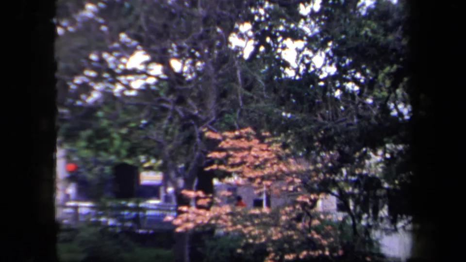 Soft 8mm frame of New York park greenery, with branches, shrubs, a small orange-leaved tree, and a street beyond the fence.