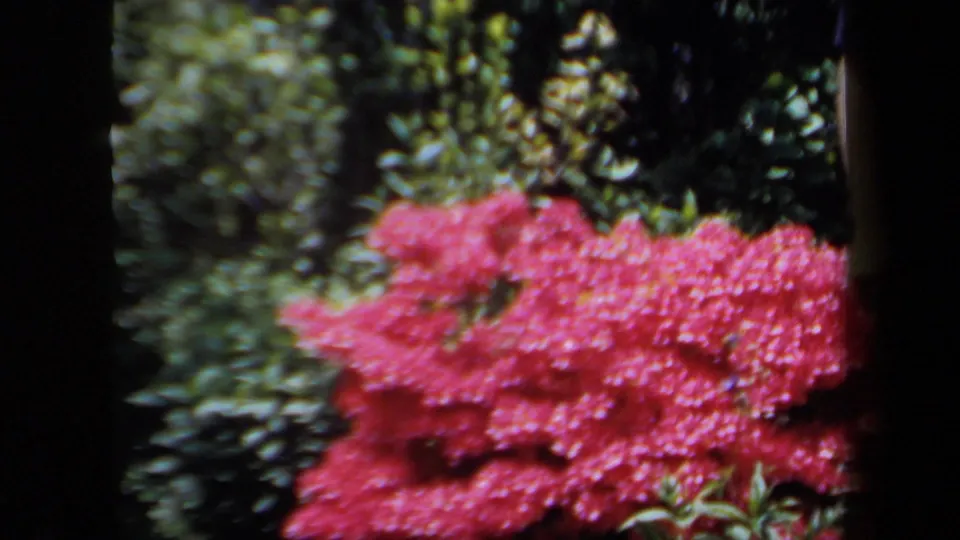 A handheld 8mm frame emphasizes red garden flowers with older women partly cropped above, consistent with the 1958 New York clip.