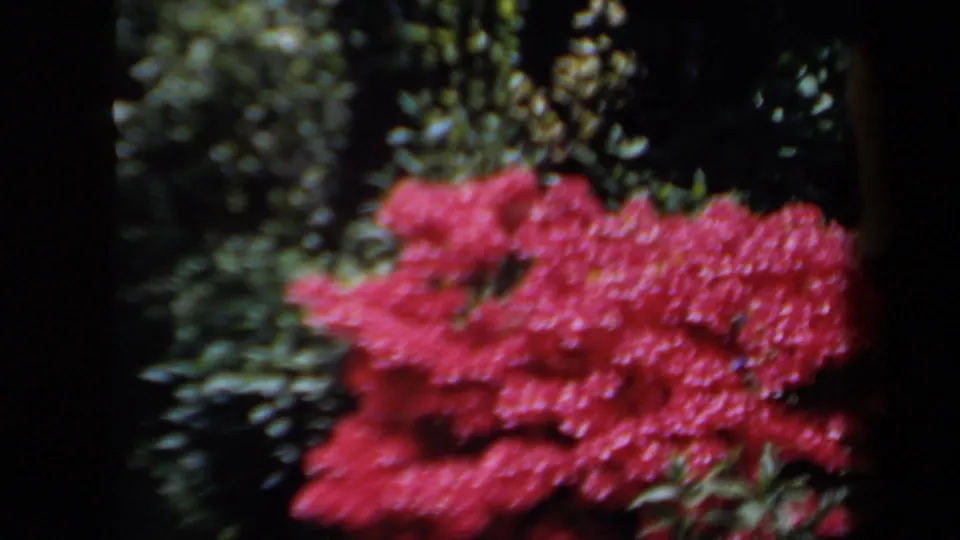The final 8mm frame shows saturated red flowers in the garden while the women remain partly visible near the top edge.