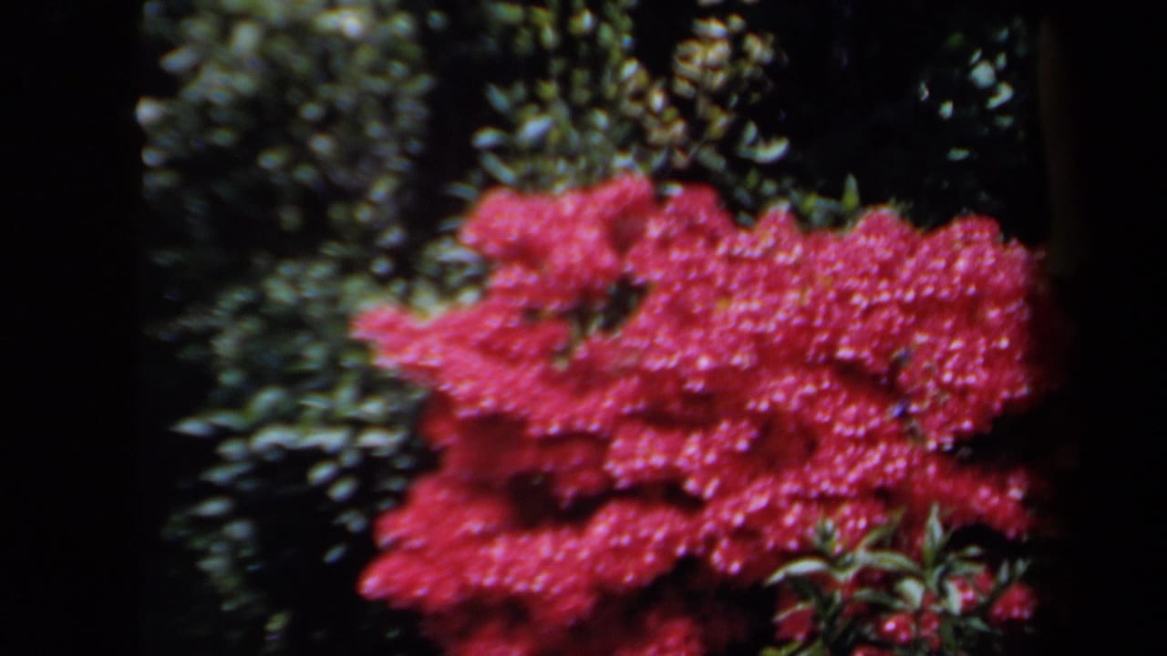 Red flowering shrubs and dense green leaves fill a soft 1958 8mm garden frame from New York home-movie footage.