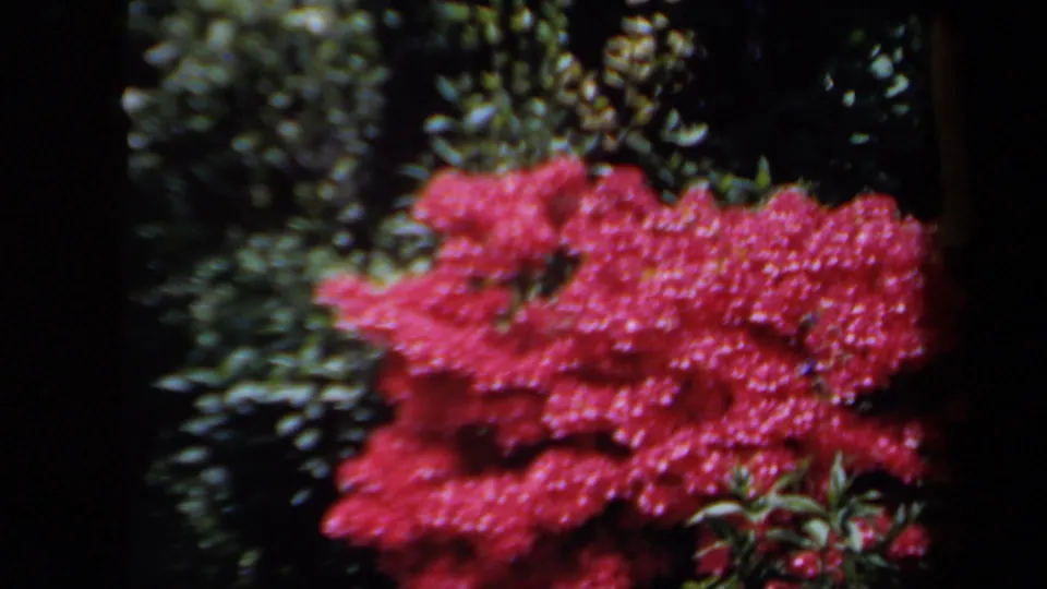 Red flowering shrubs and dense green leaves fill a soft 1958 8mm garden frame from New York home-movie footage.