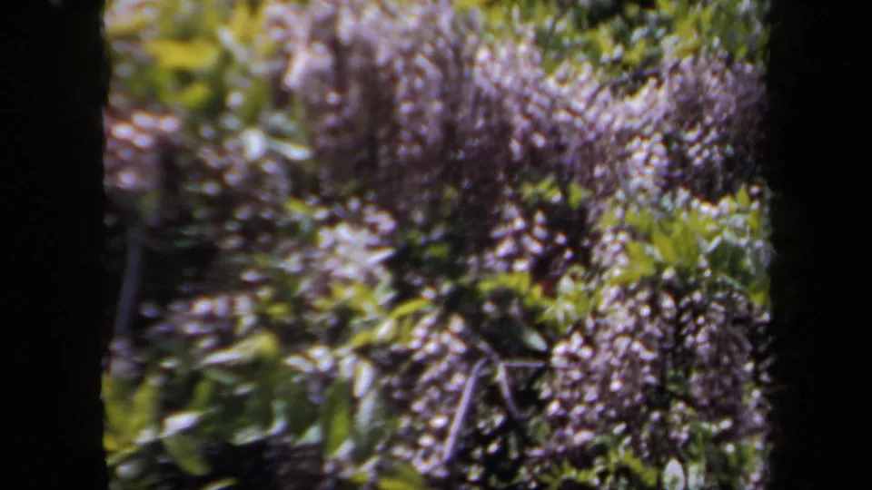 Pale blossoms and green leaves fill the final soft 8mm garden frame, with no person visible in this still.