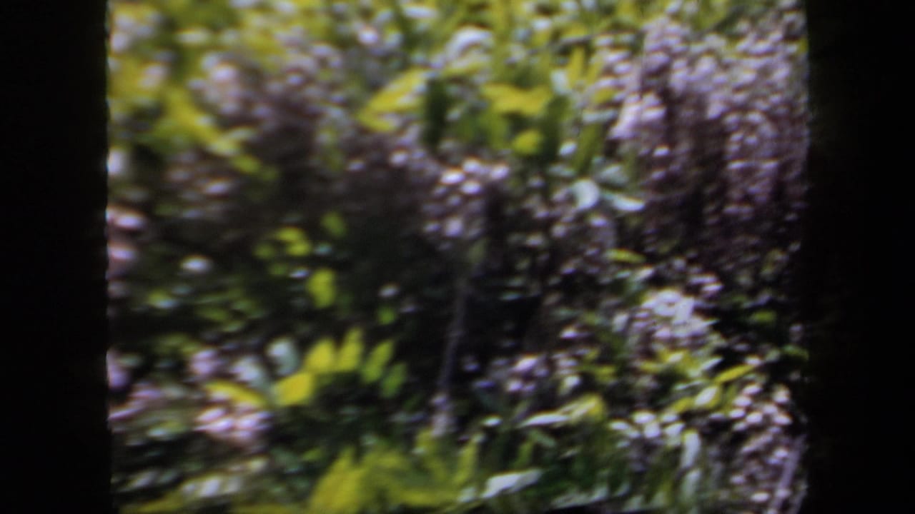 Soft 8mm view of purple flowering vines and green foliage in a New York town setting, framed by dark tree trunks.