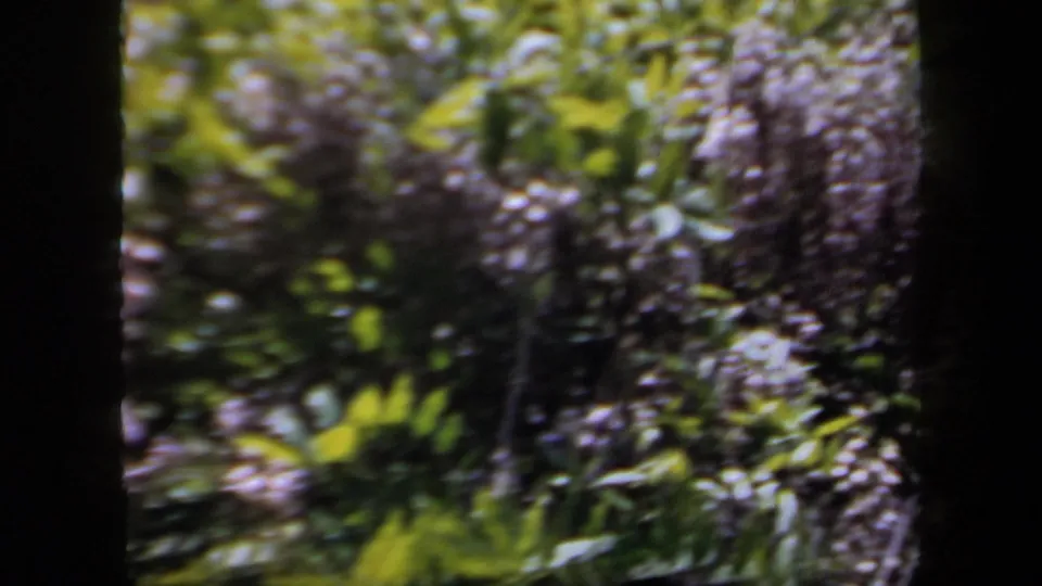 Soft 8mm view of purple flowering vines and green foliage in a New York town setting, framed by dark tree trunks.
