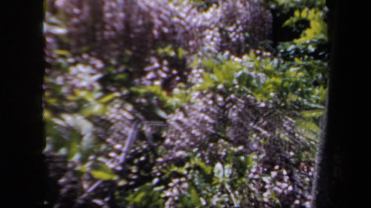 Close view of purple blossoms, leaves, and branches with dark vertical trunks.
