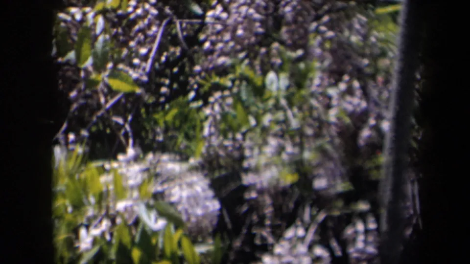 Dense purple-flowering foliage fills the frame, partially blocked by tree trunks and the soft edges of 8mm footage.