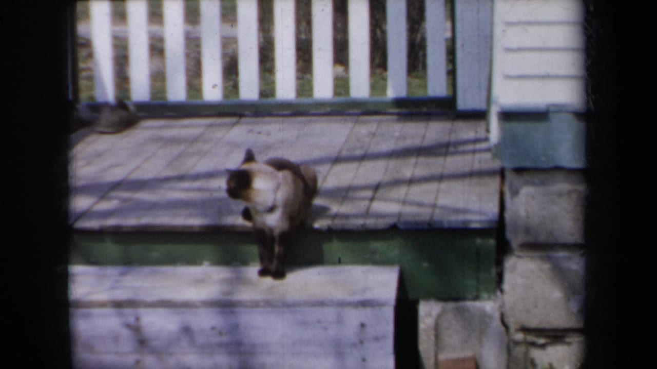 1959 New York frame with the Siamese cat turned slightly on a sunlit porch, bordered by railing and house trim.