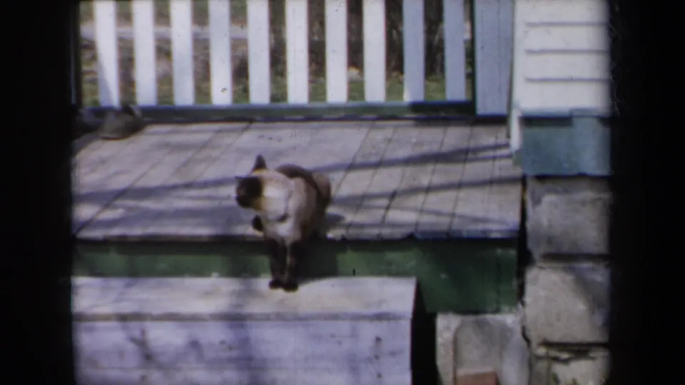 1959 New York frame with the Siamese cat turned slightly on a sunlit porch, bordered by railing and house trim.