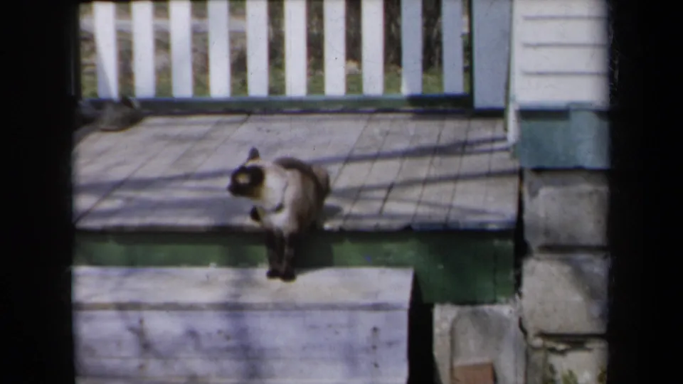 1959 New York home-movie still of a Siamese cat pausing on a porch with white railing and angled shadows.