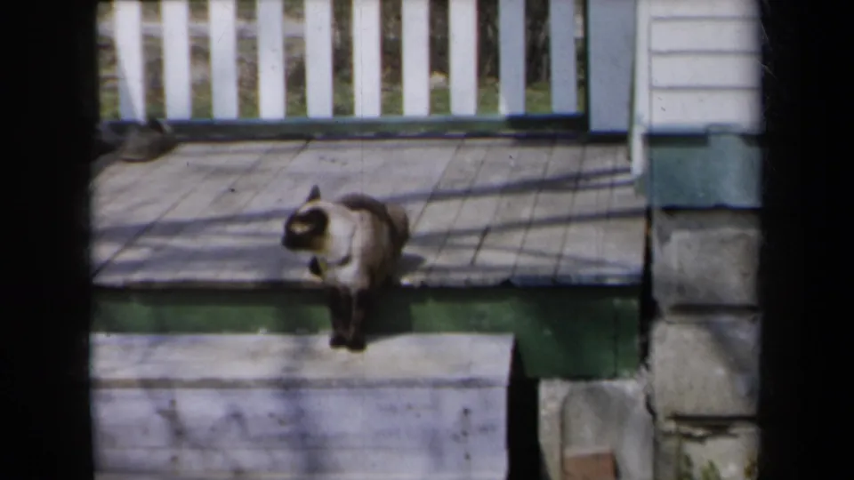 1959 New York frame showing the Siamese cat in profile on the porch, with railing, trim, and siding behind it.