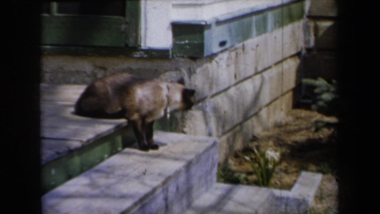 Siamese cat standing on stone porch steps beside a foundation wall.