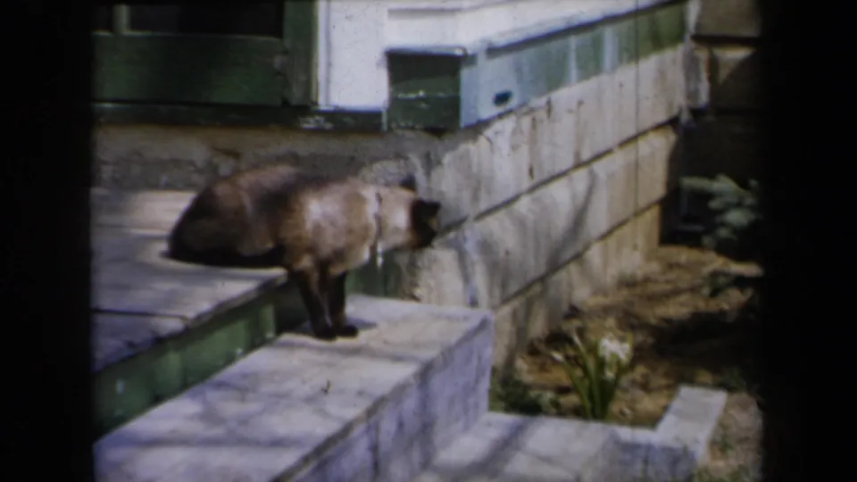 1959 New York 8mm frame of a Siamese cat pausing on stone porch steps near green trim and a residential foundation wall.