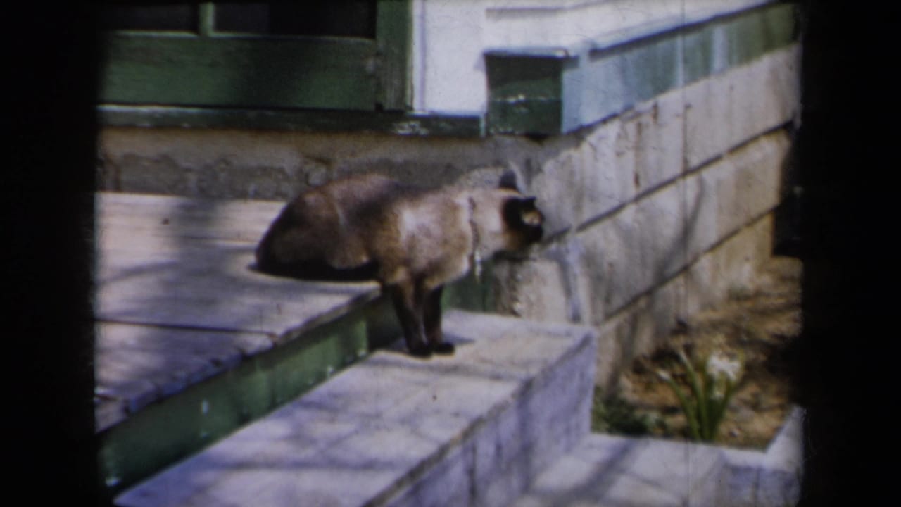 The Siamese cat faces the foundation wall on sunlit porch steps, with green-painted trim and planting bed visible nearby.