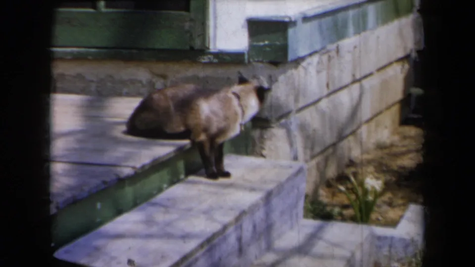 A Siamese cat turns its head while standing on the steps of a residential porch in archival 8mm home-movie footage.