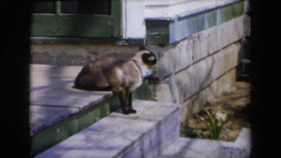 The cat pauses on a lower porch step near a small planting bed, with the house foundation and green trim behind it.