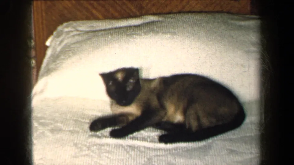 1959 New York home-movie frame showing a Siamese cat resting on a white bedspread as an adult owner appears behind it.