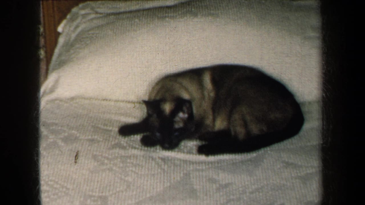 1959 New York home-movie frame of a Siamese cat curled on a white textured bedspread in a private bedroom.