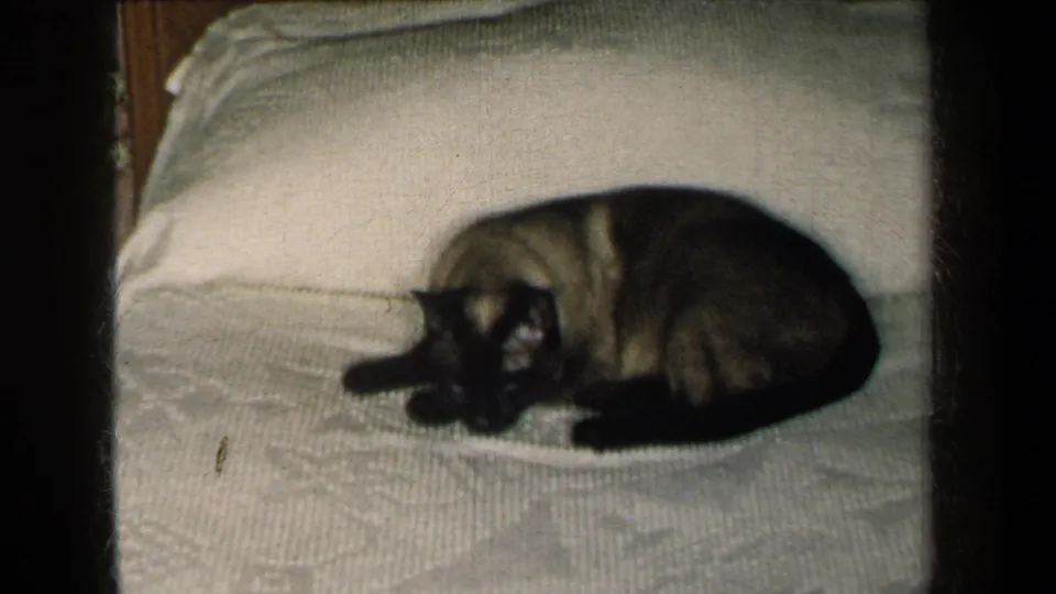 1959 New York home-movie frame of a Siamese cat curled on a white textured bedspread in a private bedroom.
