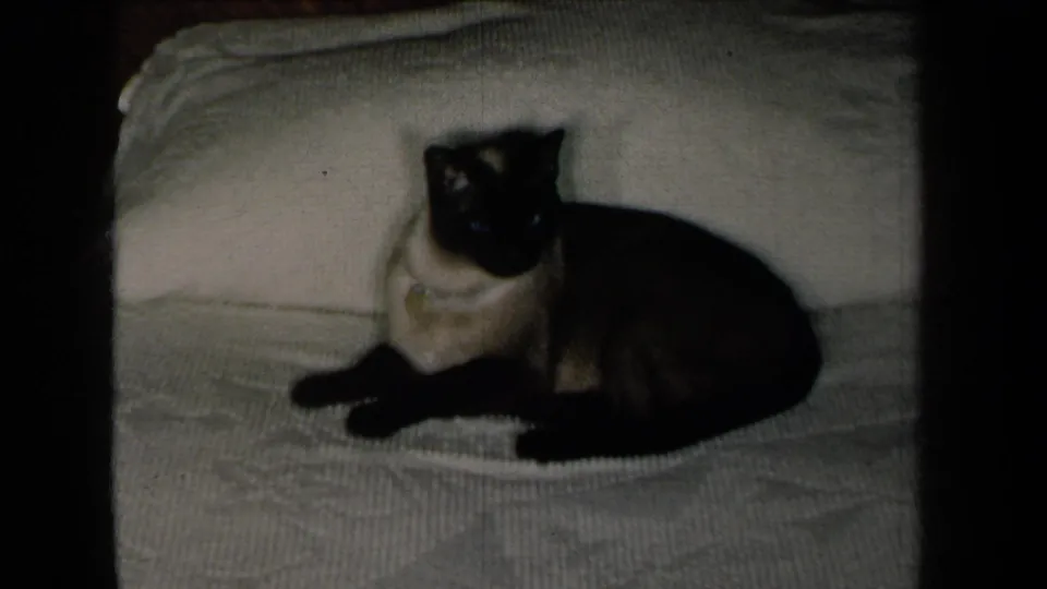 1959 New York home-movie frame showing the Siamese cat sitting upright on the white bedspread in a private bedroom interior.