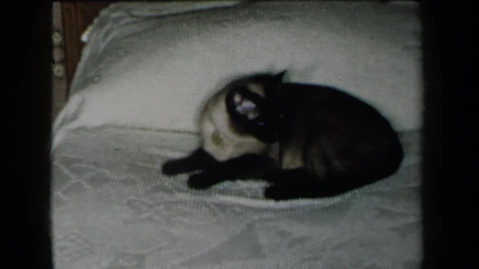1959 New York home-movie frame of the Siamese cat lying on the textured bedspread and turning its face toward the camera.
