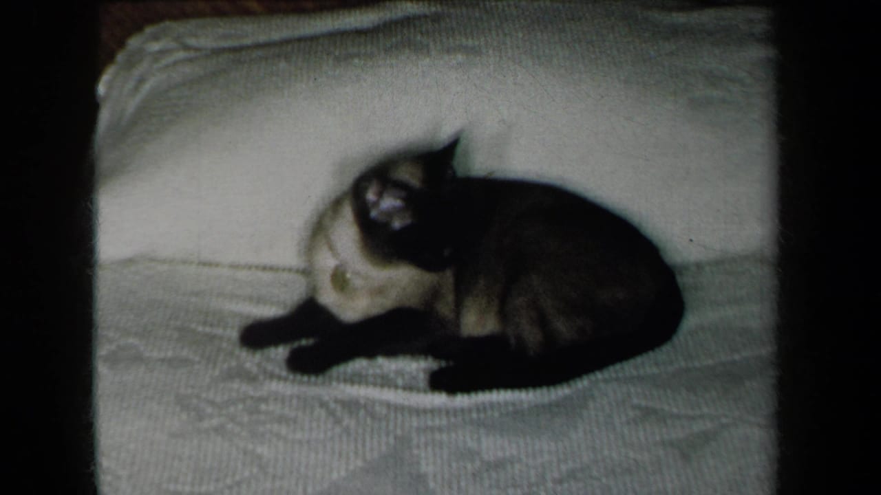 1959 New York 8mm frame of a Siamese cat resting on a textured white blanket, seen in soft indoor light.