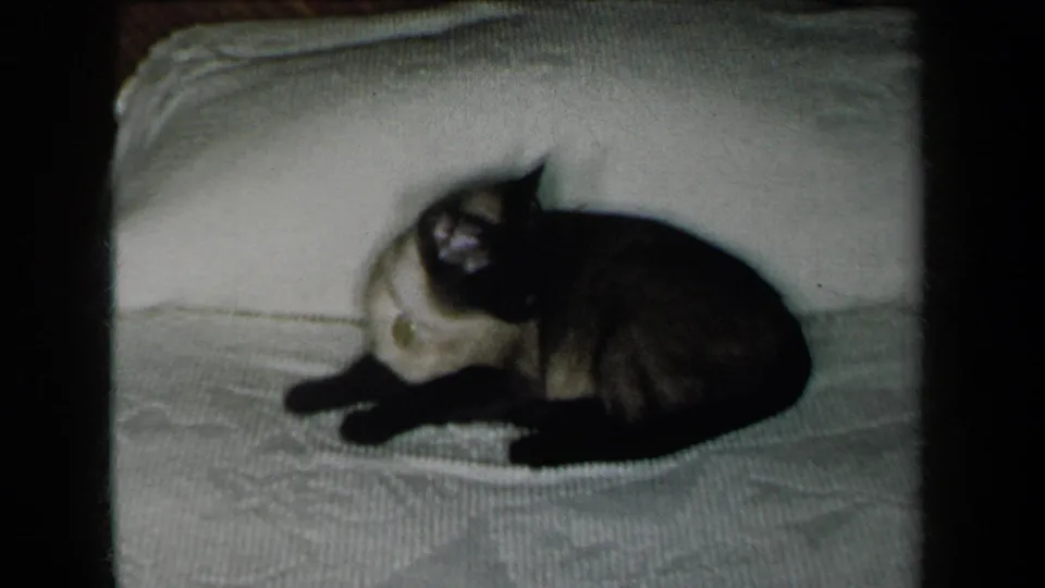 1959 New York 8mm frame of a Siamese cat resting on a textured white blanket, seen in soft indoor light.