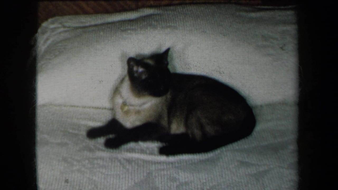 Siamese cat reclines on a white blanket and looks upward.