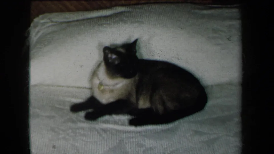 Siamese cat on a textured white blanket in 1959 New York home-movie footage, its face angled upward in dim light.