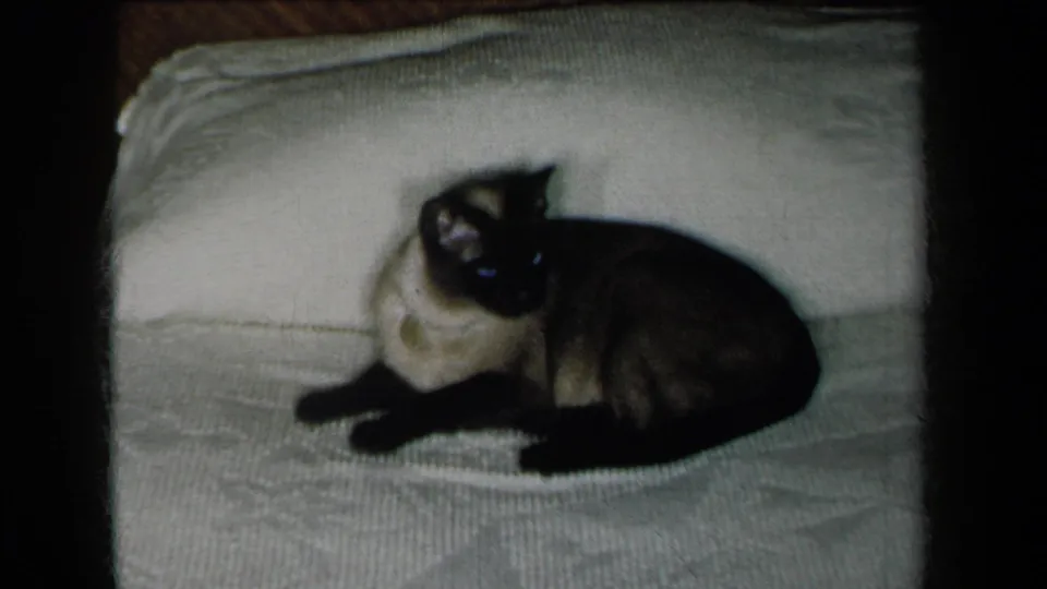 A curled Siamese cat rests on a textured white blanket in a soft 1959 8mm New York home-movie frame.